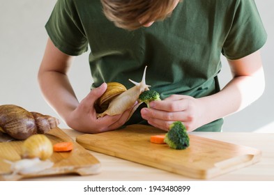 Giant Snail Pet. Child Teenage Hands With A Large Domestic Snail Achatina. The Child Feeding, Examines And Studies The Snail. Unusual Pets In Childhood. Natural Snail Slime