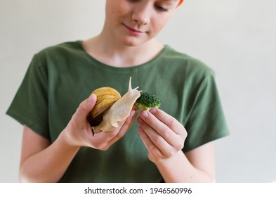 Giant Snail Pet. Child Teenage With A Large Domestic Snail Achatina. The Boy Feeding, Examines And Studies The Snail. Unusual Pets In Childhood. Natural Snail Slime