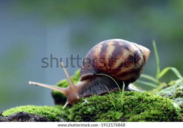 Giant snail side view on mos\