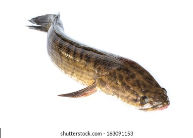 Giant Snakehead Fish