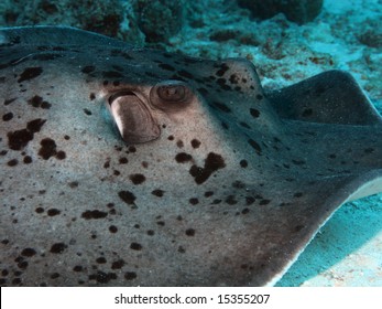 Giant Southern Stingray