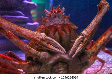 Giant Spider Crab Stock Photo 1056264014 | Shutterstock