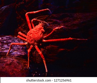 Japanese Spider Crab Hd Stock Images Shutterstock