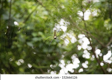 Giant spider and spider web