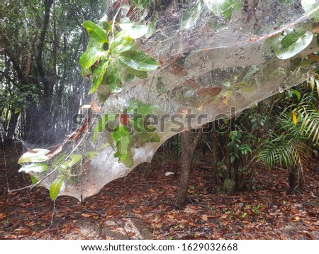 Giant spider web in the Amazon rainforest, near Praia da Lua. Amazon, Brazil