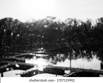 Giant Spider Web In Black And White
