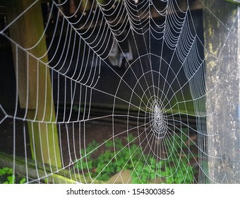 Giant Spider Web Under The House Veranda