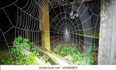 Giant spider web under the house veranda