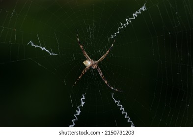 Giant Spider In Your Web To Get Insects