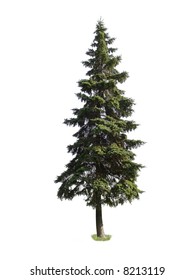 Giant spruce tree isolated on white background