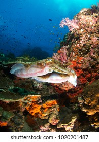 Giant Squid Mating