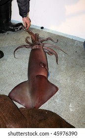 Giant Squid On A Fishing Boat