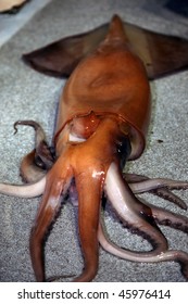 Giant Squid On A Fishing Boat