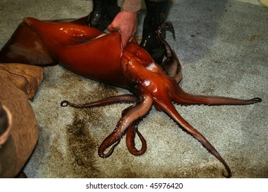 Giant Squid On A Fishing Boat