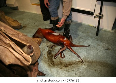 Giant Squid On A Fishing Boat