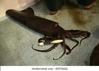 Giant Squid On A Fishing Boat