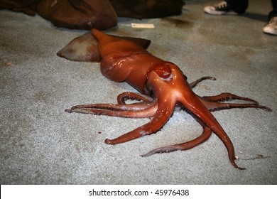 Giant Squid On A Fishing Boat