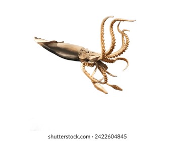 Cocida gigante: Se sabe muy poco sobre el ciclo de vida de este calamar. Se cree que cazan presas como gusanos marinos y otras opulentas del mar profundo Usando su propio resplandor puede comer peces pequeños.