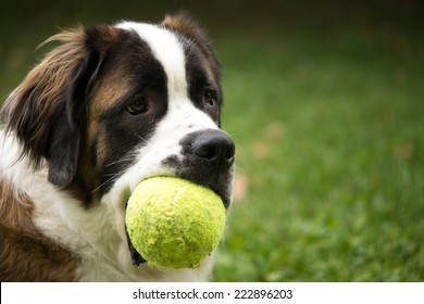 A giant St. Bernard dog plays in a grass yard with a tennis ball as a toy.