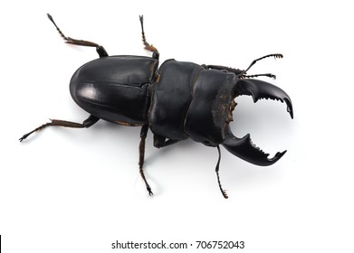 1,009 Fighting Giant Stag Beetle Images, Stock Photos & Vectors ...