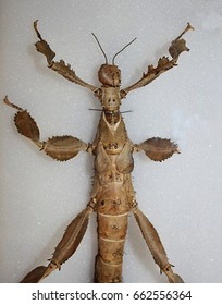 Giant Stick Insect (Extatosoma Popa), New Guinea