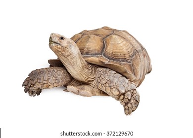 Giant Sulcata Tortoise crawling on white background looking up