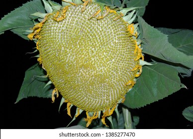 119 Sunflower with multiple heads Images, Stock Photos & Vectors ...