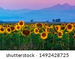 Giant sunflowers are seen under Mount Meeker and Longs Peak just before dawn in Colorado