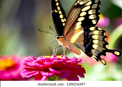 Giant swallowtail butterfly on a pink zinnia