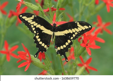 giant swallowtail butterfly on royal catchfly - Powered by Shutterstock