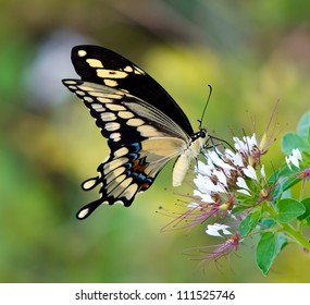 Giant Swallowtail butterfly (Papilio cresphontes) feeding on white wildflowers. Natural green background.