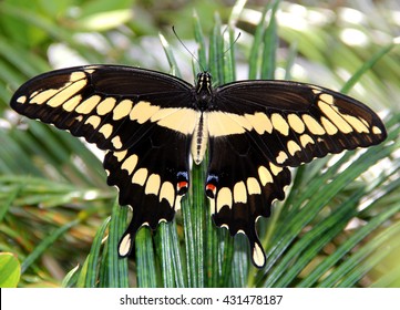 A giant swallowtail butterfly stretches it's wings.