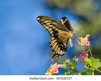 The Giant Swallowtail (Papilio cresphontes) butterfly feeding on Lantana flowers. Blue sky background with copy space.