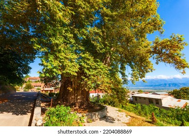 Giant Sycamore Tree In Telavi Old Town. Telavi Is The Main City Of Kakheti Province In Georgia.