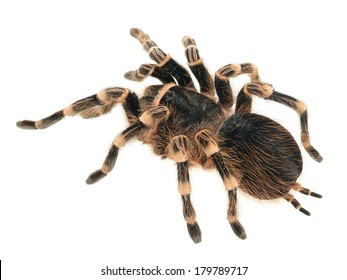 Mexican Red Knee Tarantula Top View Stock Photo (edit Now) 37963933