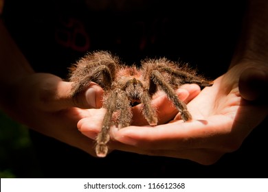 Giant Tarantula spider walking on a couple of hands