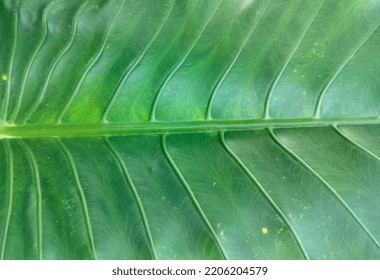 Giant Taro Green Leaf Texture