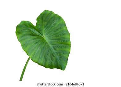 1,170 Taro stem Images, Stock Photos & Vectors | Shutterstock