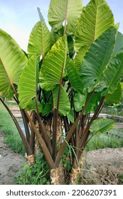 Giant Taro Plant By The Fish Pond