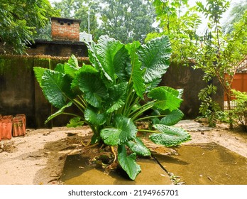 Giant Taro Plant In The Garden