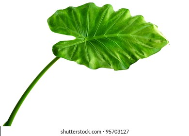 Giant Taro plant leaf also known as:Alocasia machrorhiza,Dieffenbachia (Dumb Cane), Elephant Ear, Cunjevoi isolated on white background