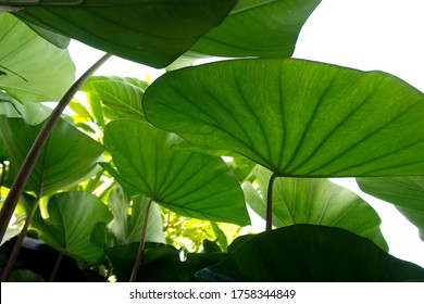 Giant Taro Plant Leaves. Elephant Ear Leaves