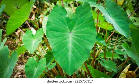 Giant Taro,Alocasia Indica Green Bushes, Biennial Plants, Water Weeds That Occur In Wet Tropical.