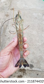 Giant Tiger Prawn Was Feed In South Of VietNam.