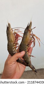 Giant Tiger Prawn Was Feed In South Of VietNam.