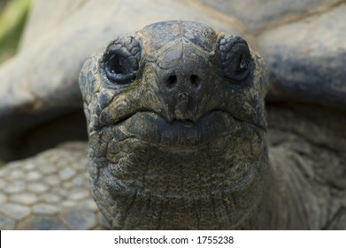 18,898 Turtle face Images, Stock Photos & Vectors | Shutterstock