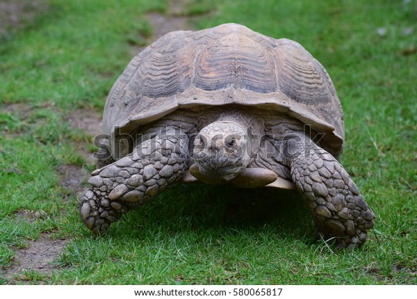 1 Tortoisee Images, Stock Photos & Vectors | Shutterstock