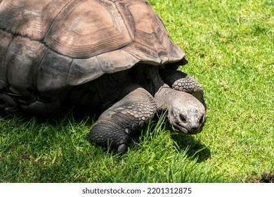 giant tortoise, Aldabrachelys gigantea, foraging for food in the field, resting in the shade of a tree. mexico, guadalajara - Shutterstock ID 2201312875