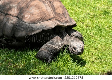 giant tortoise, Aldabrachelys gigantea, foraging for food in the field, resting in the shade of a tree. mexico, guadalajara