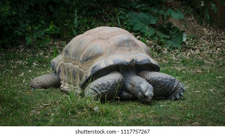 Giant Tortoise Big Turtle Stock Photo 1117757267 | Shutterstock